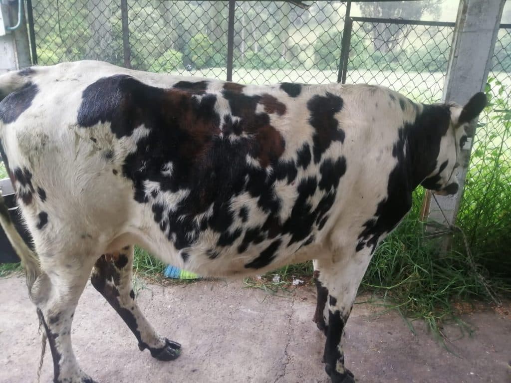 Qurban 1442H in Bogota, Colombia
